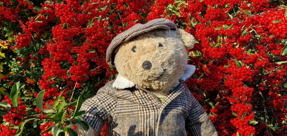 Horace the Alresford Bear